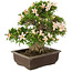 Rhododendron indicum Kozan, 34,5 cm, ± 25 años