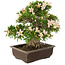 Rhododendron indicum Kozan, 34,5 cm, ± 25 jaar oud