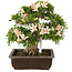 Rhododendron indicum Kozan, 34,5 cm, ± 25 jaar oud