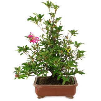Rhododendron indicum Hanabin, 41,5 cm, ± 25 ans