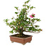 Rhododendron indicum Hanabin, 41,5 cm, ± 25 años