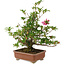 Rhododendron indicum Hanabin, 41,5 cm, ± 25 jaar oud