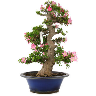 Rhododendron indicum Yuko, 67 cm, ± 25 Jahre alt