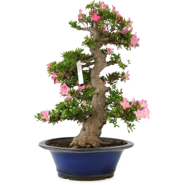 Rhododendron indicum Yuko, 67 cm, ± 25 años