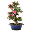 Rhododendron indicum Yuko, 67 cm, ± 25 years old