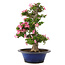 Rhododendron indicum Yuko, 67 cm, ± 25 Jahre alt