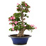 Rhododendron indicum Yuko, 67 cm, ± 25 años
