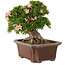 Rhododendron indicum Nikko, 38 cm, ± 25 jaar oud