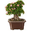 Rhododendron indicum Nikko, 38 cm, ± 25 jaar oud