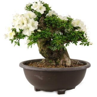 Rhododendron indicum Kaho, 42 cm, ± 25 jaar oud