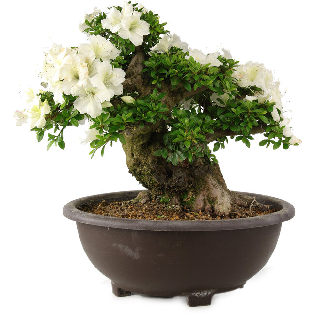 Rhododendron indicum Kaho, 42 cm, ± 25 Jahre alt