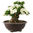 Rhododendron indicum Kaho, 42 cm, ± 25 ans