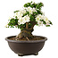 Rhododendron indicum Kaho, 42 cm, ± 25 years old