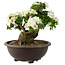 Rhododendron indicum Kaho, 42 cm, ± 25 ans