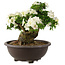 Rhododendron indicum Kaho, 42 cm, ± 25 Jahre alt