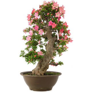 Rhododendron indicum Yuko-no-Homare, 71 cm, ± 25 anni