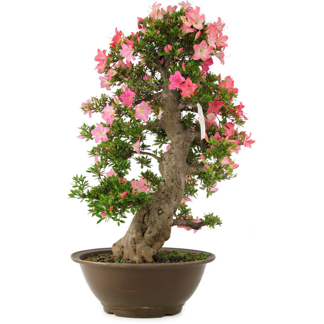 Rhododendron indicum Yuko-no-Homare, 71 cm, ± 25 años
