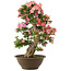 Rhododendron indicum Yuko-no-Homare, 71 cm, ± 25 años