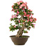 Rhododendron indicum Yuko-no-Homare, 71 cm, ± 25 years old