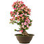 Rhododendron indicum Yuko-no-Homare, 71 cm, ± 25 ans