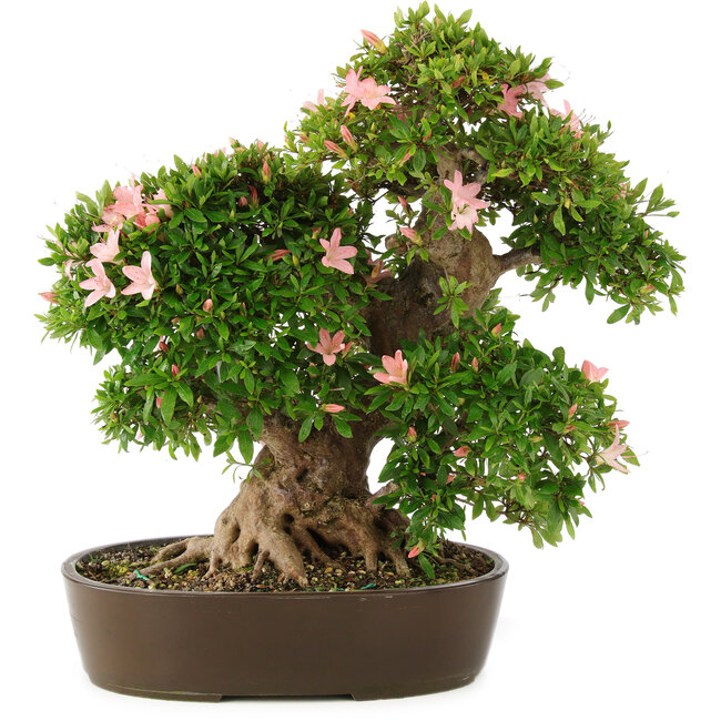 Rhododendron indicum Nikko, 50 cm, ± 25 anni