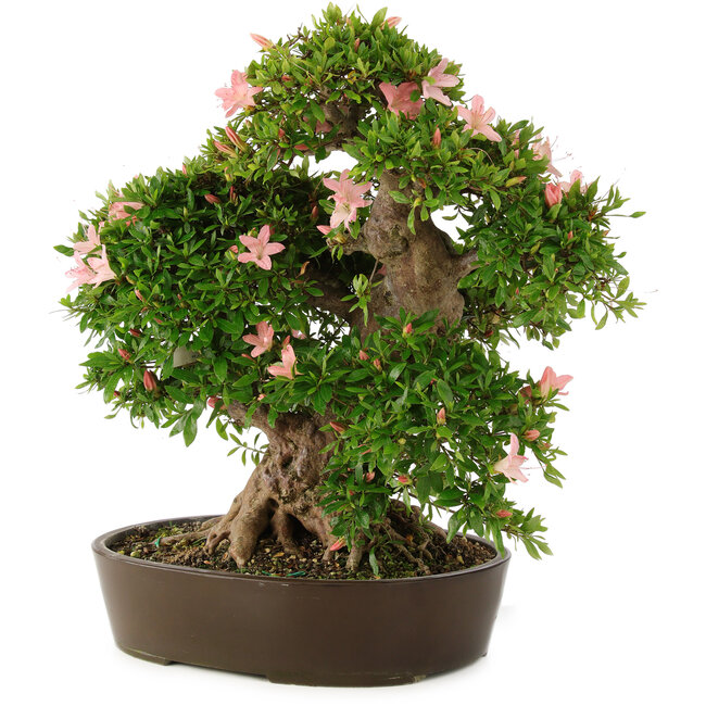 Rhododendron indicum Nikko, 50 cm, ± 25 ans