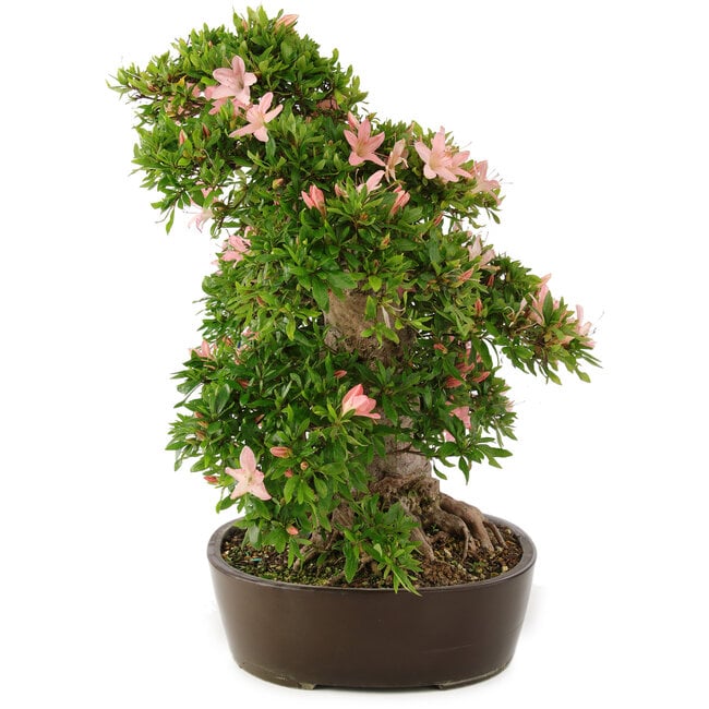 Rhododendron indicum Nikko, 50 cm, ± 25 ans