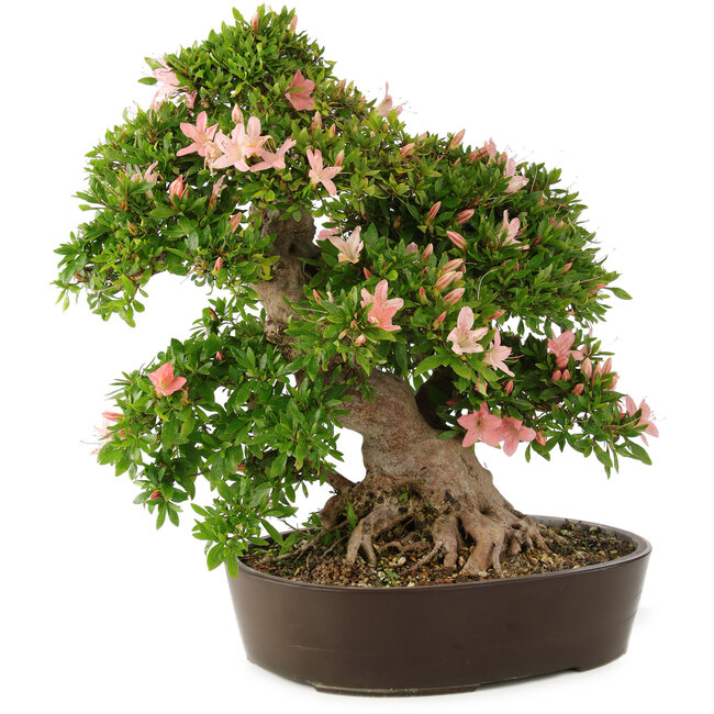 Rhododendron indicum Nikko, 50 cm, ± 25 anni