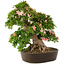 Rhododendron indicum Nikko, 50 cm, ± 25 anni