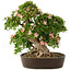 Rhododendron indicum Nikko, 50 cm, ± 25 Jahre alt