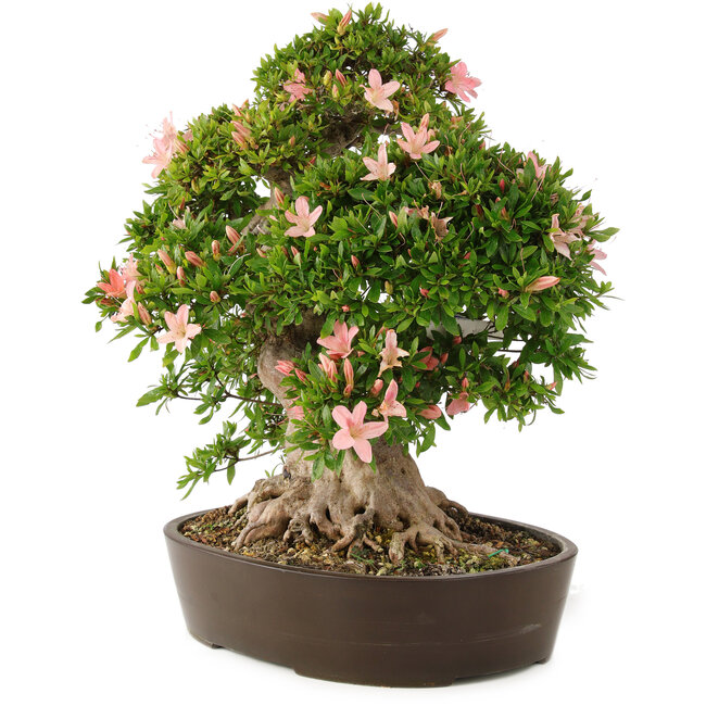 Rhododendron indicum Nikko, 50 cm, ± 25 jaar oud