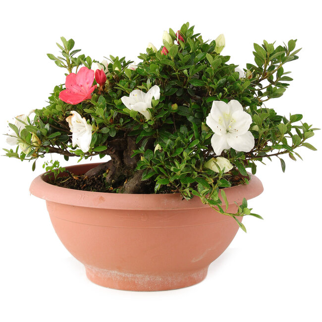 Rhododendron indicum Sansai, 25 cm, ± 25 years old