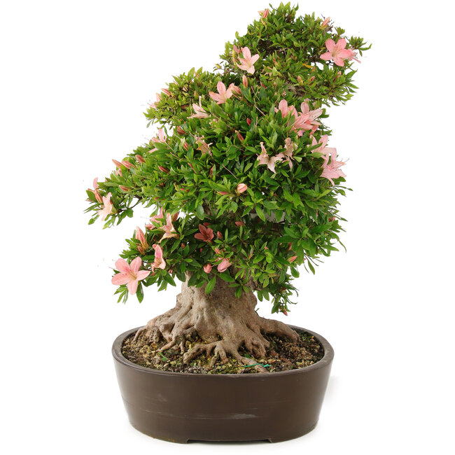 Rhododendron indicum Nikko, 50 cm, ± 25 anni