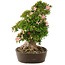 Rhododendron indicum Nikko, 50 cm, ± 25 jaar oud