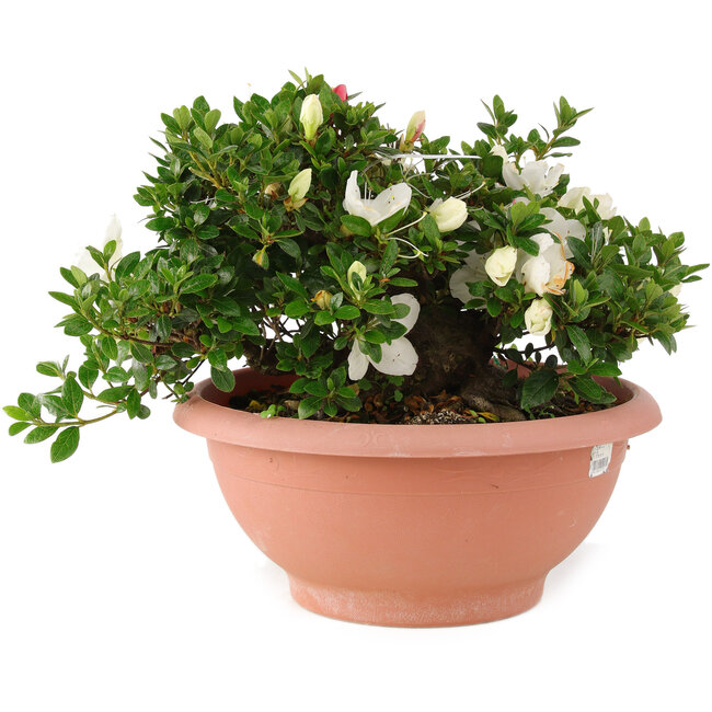 Rhododendron indicum Sansai, 25 cm, ± 25 años