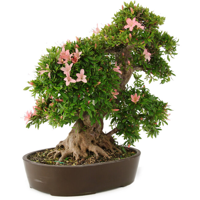 Rhododendron indicum Nikko, 50 cm, ± 25 anni