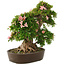 Rhododendron indicum Nikko, 50 cm, ± 25 años