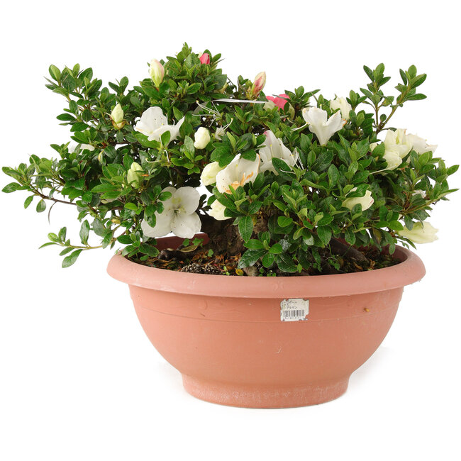 Rhododendron indicum Sansai, 25 cm, ± 25 Jahre alt