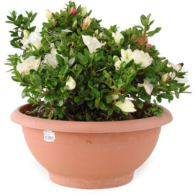 Rhododendron indicum Sansai, 25 cm, ± 25 years old