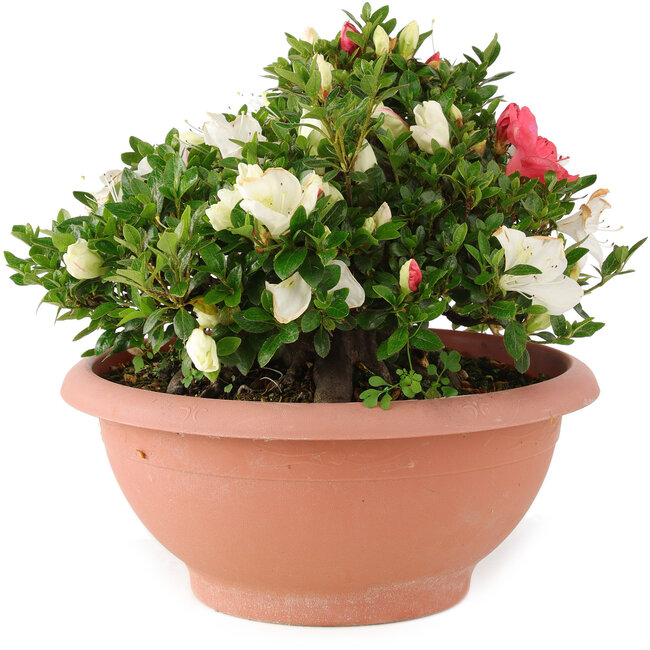 Rhododendron indicum Sansai, 25 cm, ± 25 años