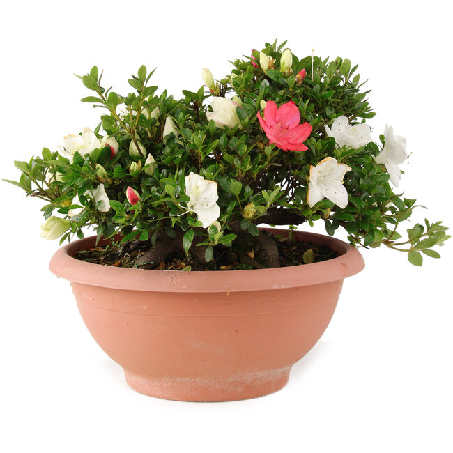 Rhododendron indicum Sansai, 25 cm, ± 25 jaar oud