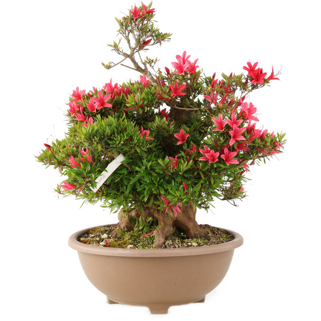 Rhododendron indicum Korin, 47 cm, ± 25 anni
