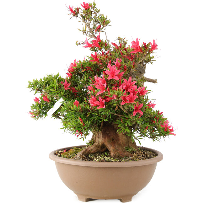 Rhododendron indicum Korin, 47 cm, ± 25 años