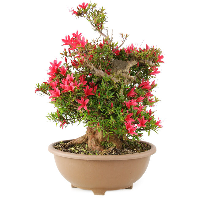 Rhododendron indicum Korin, 47 cm, ± 25 años