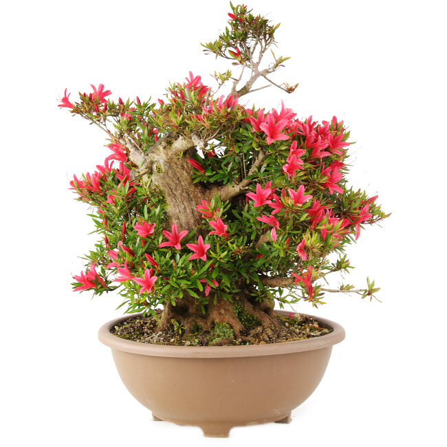 Rhododendron indicum Korin, 47 cm, ± 25 años