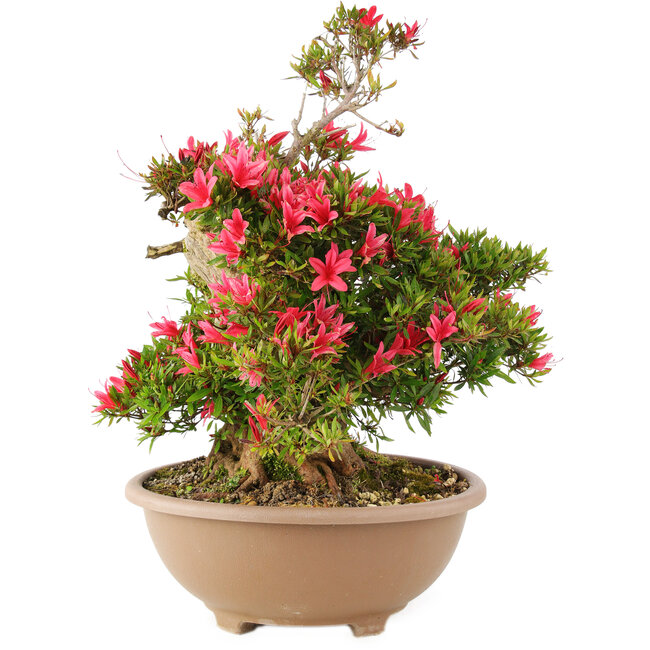 Rhododendron indicum Korin, 47 cm, ± 25 años