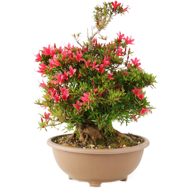 Rhododendron indicum Korin, 47 cm, ± 25 años