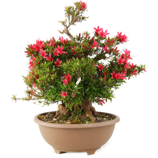 Rhododendron indicum Korin, 47 cm, ± 25 años