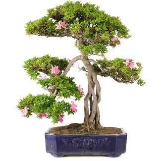 Rhododendron indicum Suzu-no-Homare, 65,5 cm, ± 25 anni
