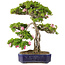 Rhododendron indicum Suzu-no-Homare, 65,5 cm, ± 25 ans, en pot avec un pied ébréché